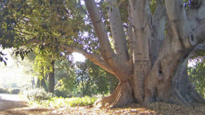 The first retreat at Mater Dolorosa was preached under the "old rubber tree" which still stands on the property.