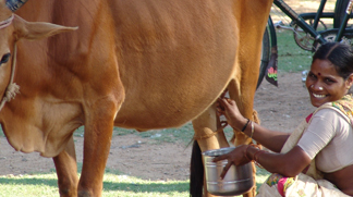 Milk is collected each day at our Passionist parish 