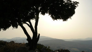 Israel Tree