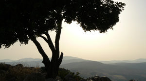 israel-tree
