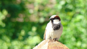beloved-sparrow
