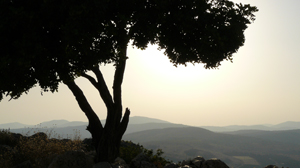 israel-tree