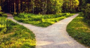two paths diverging in a green forest