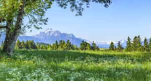 A serene alpine meadow with white wildflowers in the foreground, tall green grass, and a tree on the left. Pine trees line the midground, and snow-capped mountains rise under a clear blue sky in the distance.
