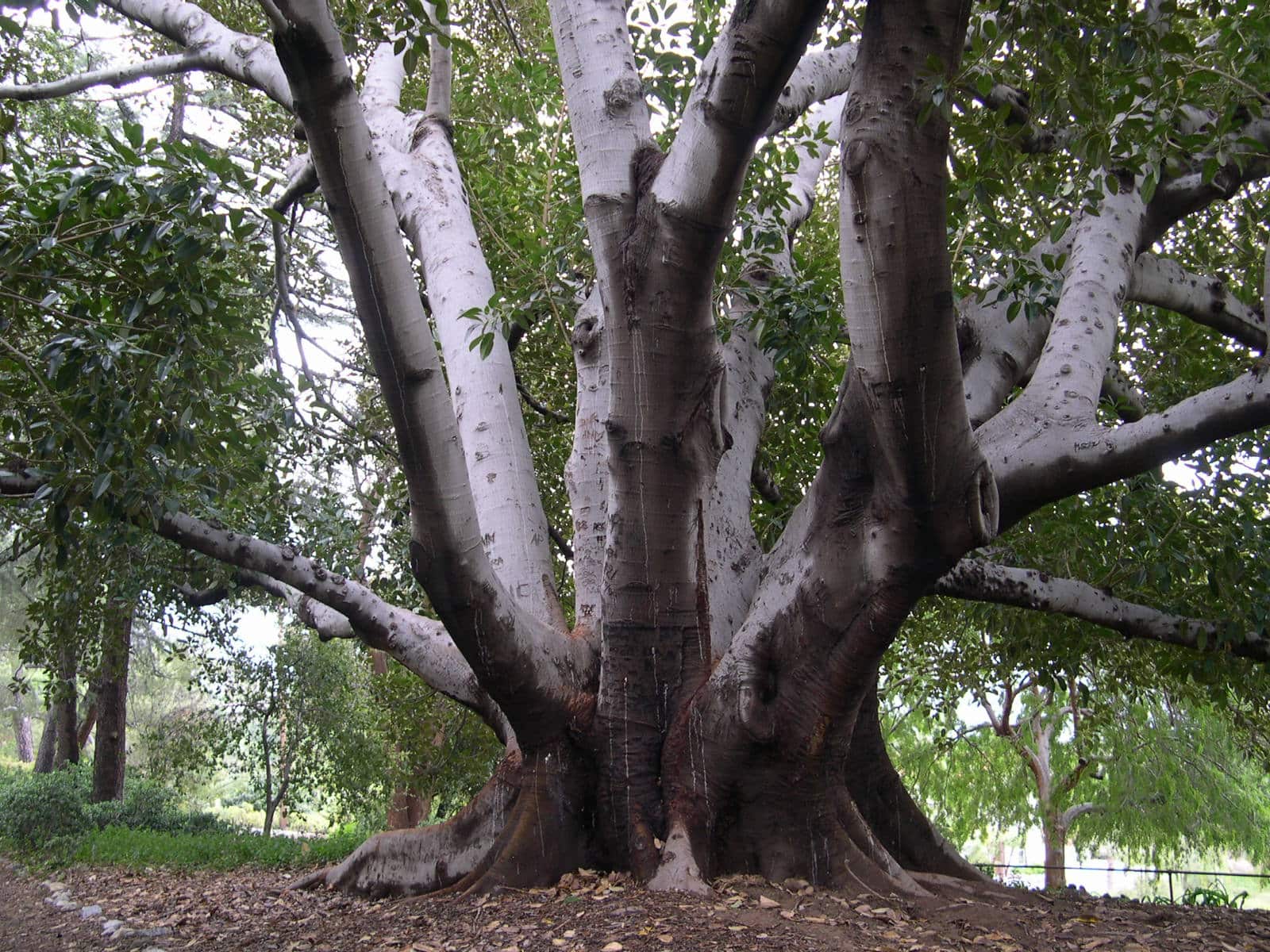 6 Simple Ways Our Passionist Family is Living Laudato Si' Every Day ...