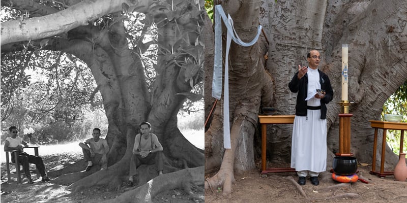 Side-by-side images under the same large rubber tree: on the left, a historic black-and-white photo of three men sitting in its shade; on the right, a modern color photo of a priest standing beneath its branches, speaking beside an altar setup.