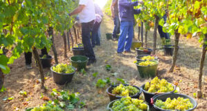 Workers harvest green grapes in a vineyard, filling buckets placed between the rows.